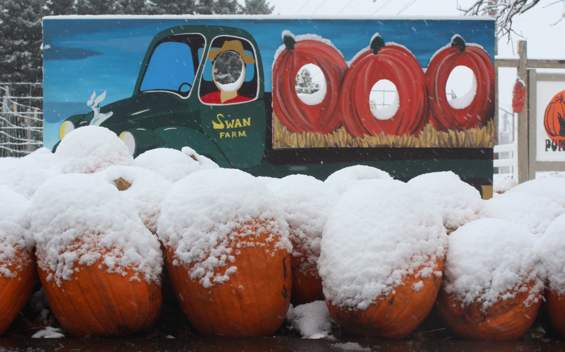 Snow-covered pumpkins on Halloween at Swan's Pumpkin Farm